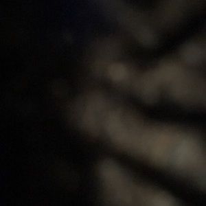 Meet your Posher, Baylee